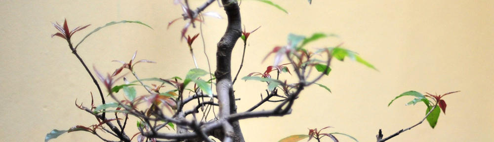 丹波篠山市立 城北畑小学校・たまみず幼稚園